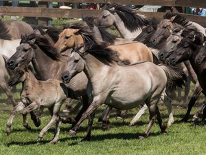 Die Dülmener Wildpferde
