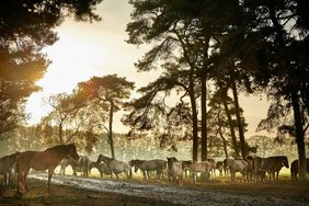Dieses Foto zeigt Wildpferde im Merfelder Bruch.