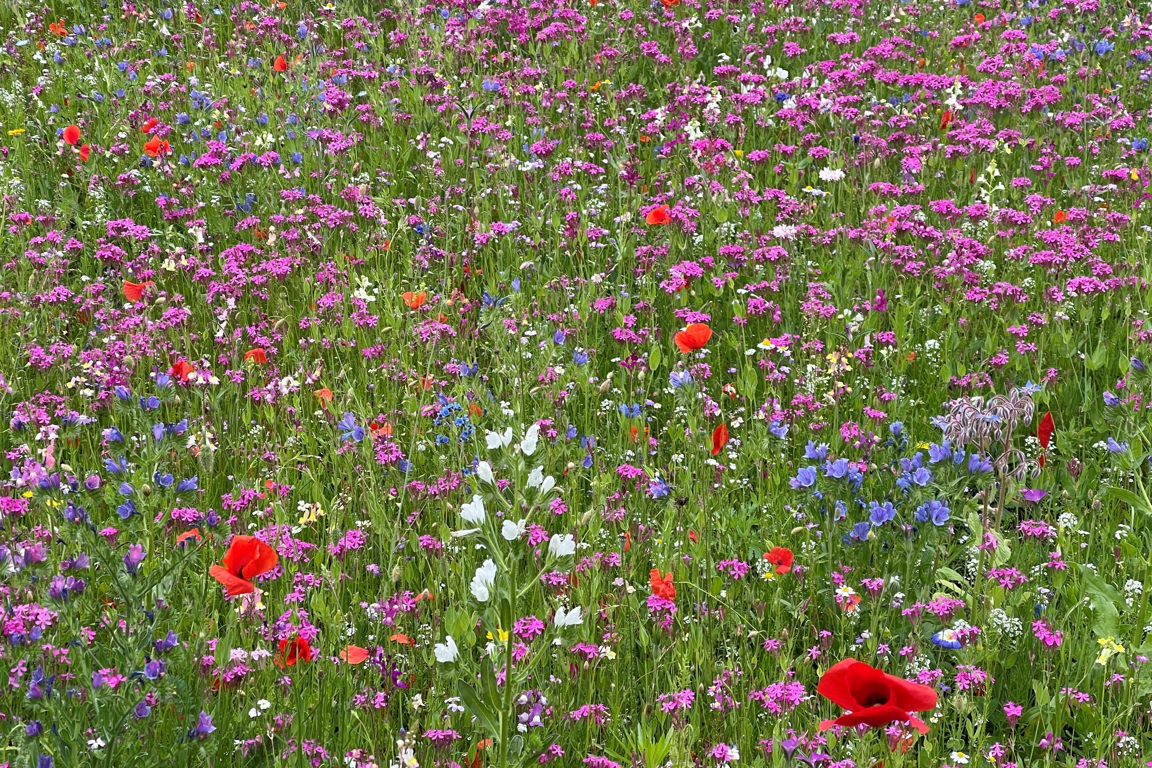 Blumenwiese mit vielen bunten Blüten