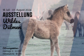 Bei der Ausstellung dreht sich alles um die Dülmener Wildpferde.
