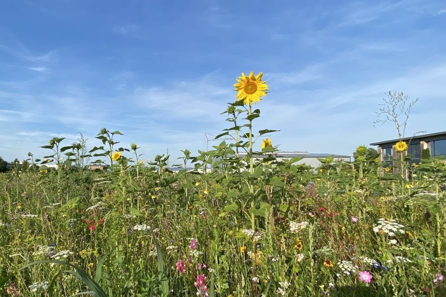 Das Bild zeigt eine Wildblumenwiese.