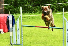 Das Foto zeigt einen Hund bei einem Sprung über ein Hindernis.