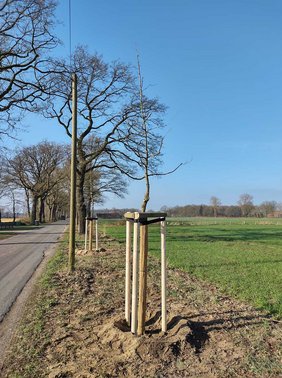 Dieses Foto zeigt einen neu gepflanzten Baum. 