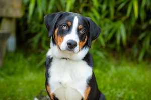 Tommy, Bürohund der Personalabteilung