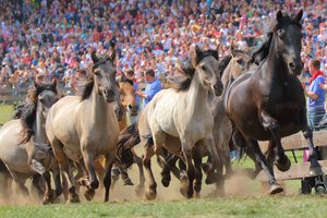 Das Foto zeigt die galoppierende Herde beim Wildpferdefang vor Publikum.