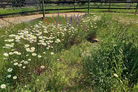 Eine bunte Blumenwiese zeige das Fotomotiv von Karin Schroff.