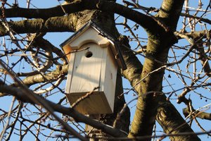 Nistkasten im Baum