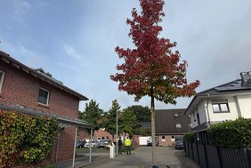 Dieses Foto zeigt einen Amberbaum an der Schmeddinghove. 