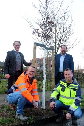 Dieses Foto zeigt den neu gepflanzten Baum am Dalweg