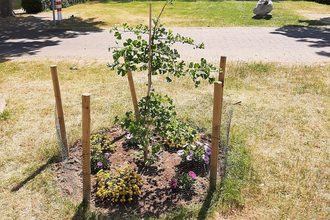 Das Bild zeigt einen jungen Gingko-Baum.