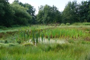 Ausgleichsfläche mit Schilf und Teich