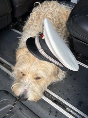 Der Vierbeiner fühlte sich an der Mobilen Wache pudelwohl und testete sogar kurz eine Polizeimütze. Foto: privat