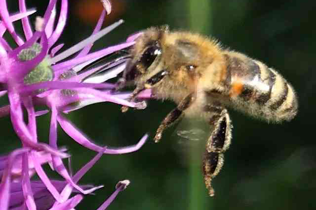 Diese Foto zeigt eine Biene. 