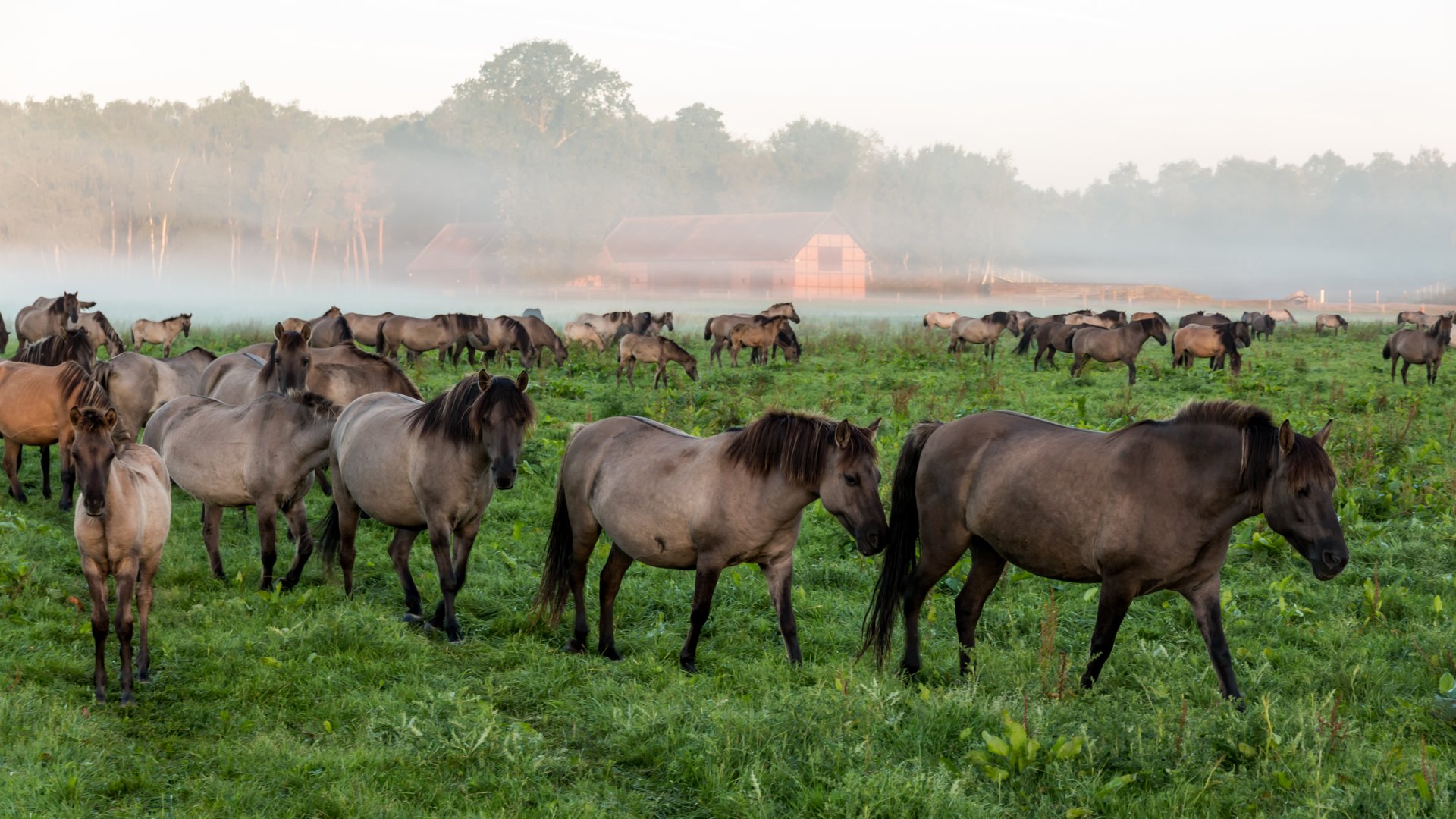Dülmen, Merfeld, Dülmener Wildpferde in der Wildbahn Dülmen__Merfeld__Dülmener_Wildpferde_in_der_Wildbahn_--_2016_--_4239.jpg