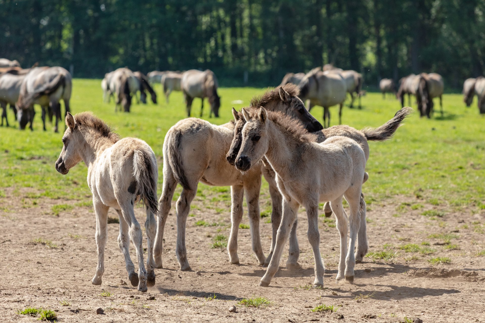 Dülmen, Merfeld, Wildpferdebahn, Dülmener Wildpferde Dülmen__Merfeld__Wildpferdebahn__Dülmener_Wildpferde_--_2020_--_7245.jpg