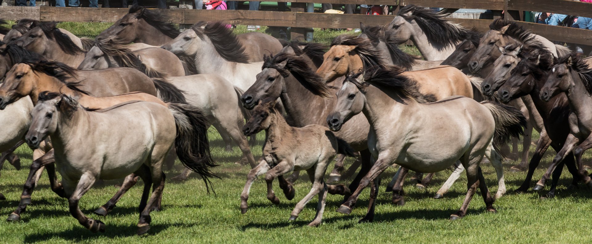 Merfeld__Wildpferdefang_--_2014_--_0634.jpg