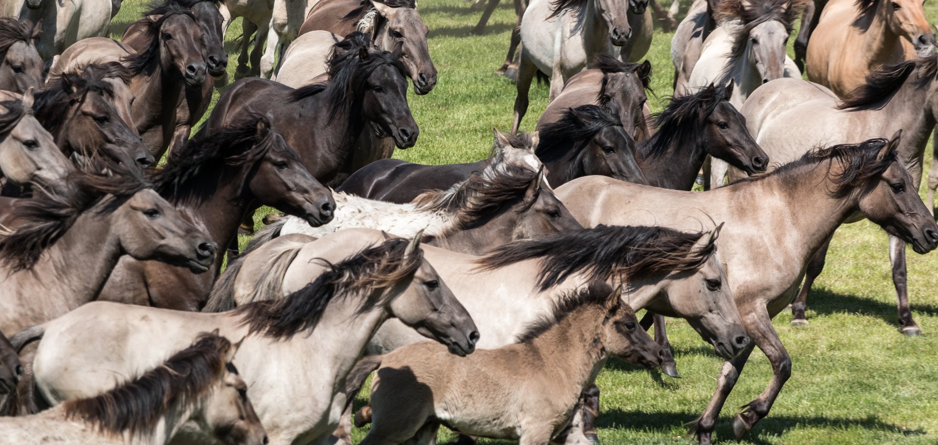 Merfeld__Wildpferdefang_--_2014_--_0637.jpg